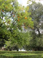Forum Romanum: Farnese Gärten