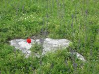 die Natur überdeckt die Antike