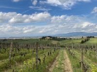 2. Reisetag – Weiterfahrt nach Montecatini Terme in der Toskana – Weinverkostung auf einem Bauernhof bei Empoli