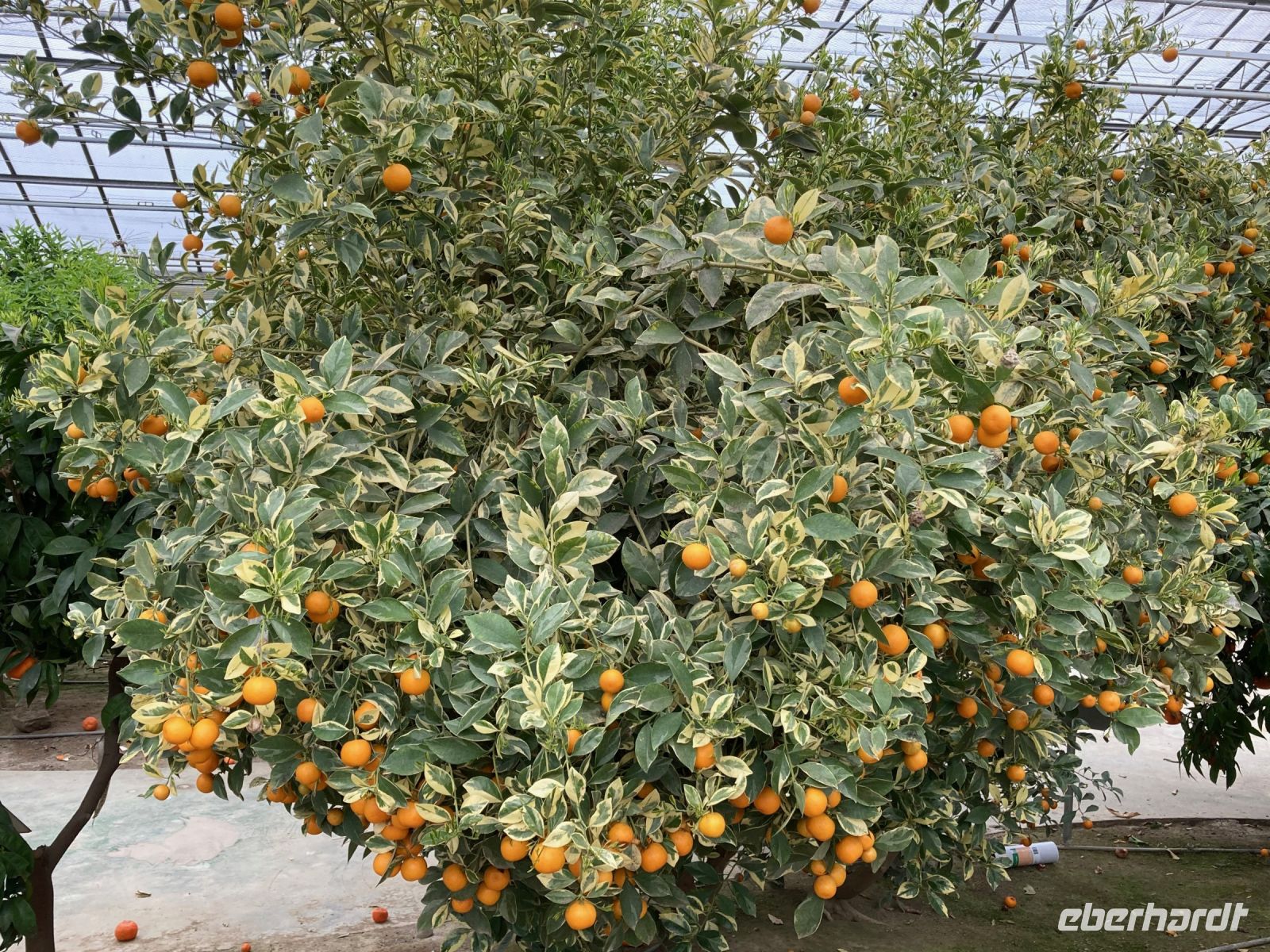 3. Reisetag – Führung durch den Zitronengarten „Oscar Tintori“