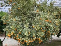 3. Reisetag – Führung durch den Zitronengarten „Oscar Tintori“