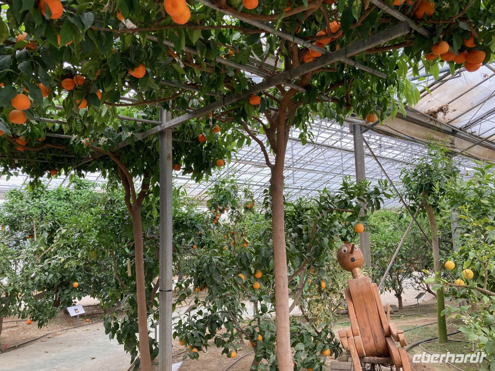 3. Reisetag – Führung durch den Zitronengarten „Oscar Tintori“