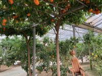 3. Reisetag – Führung durch den Zitronengarten „Oscar Tintori“