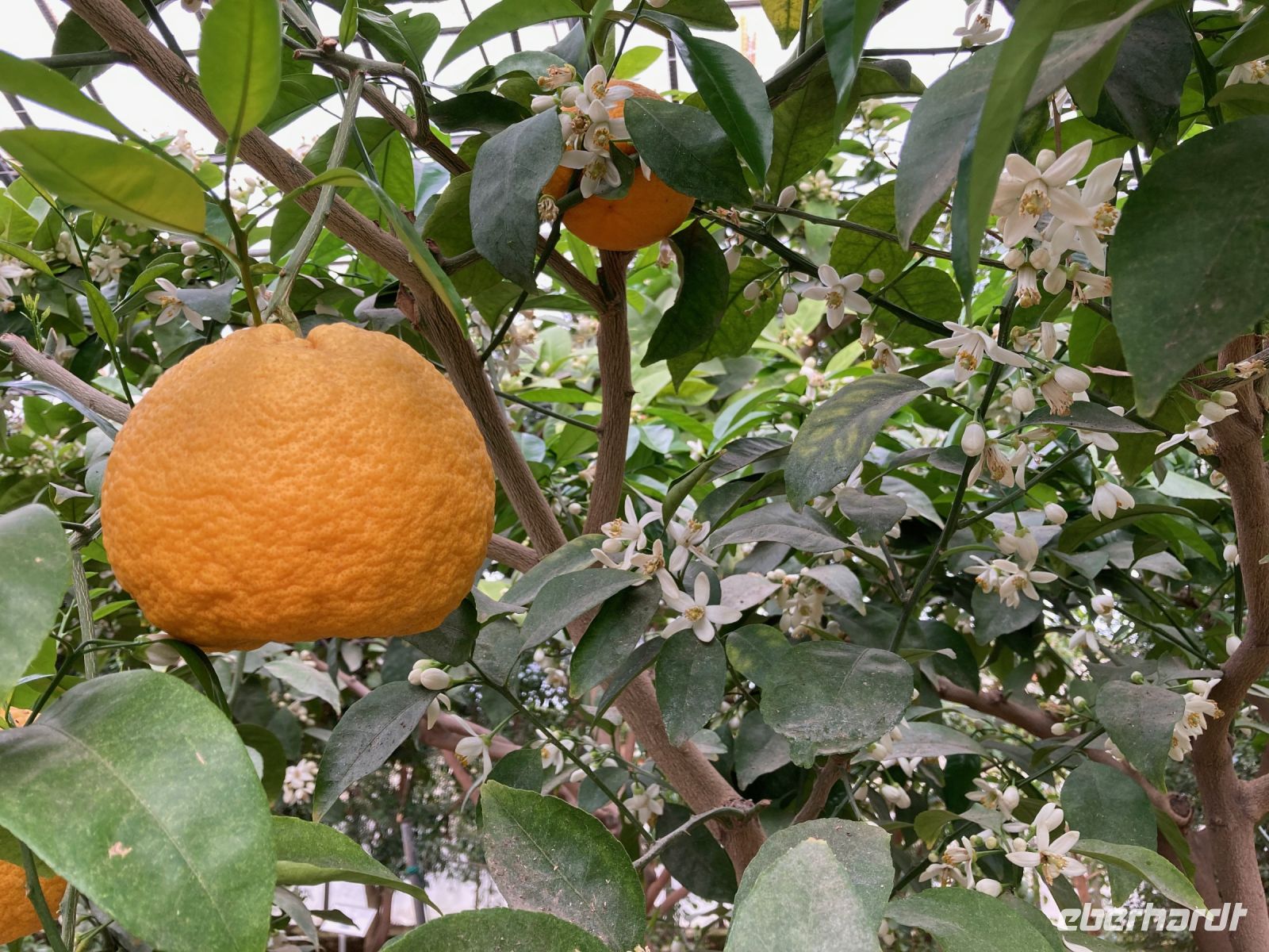 3. Reisetag – Führung durch den Zitronengarten „Oscar Tintori“