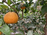 3. Reisetag – Führung durch den Zitronengarten „Oscar Tintori“