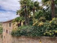 4. Reisetag – Stadtführung durch Siena – Palmen in der Altstadt