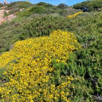 Nurra Küstenwanderung 4