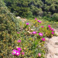 Nurra Küstenwanderung 4