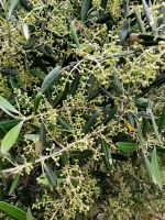 Die Oliven haben viele kleine Blütenstände, die Ernte wird gut ...