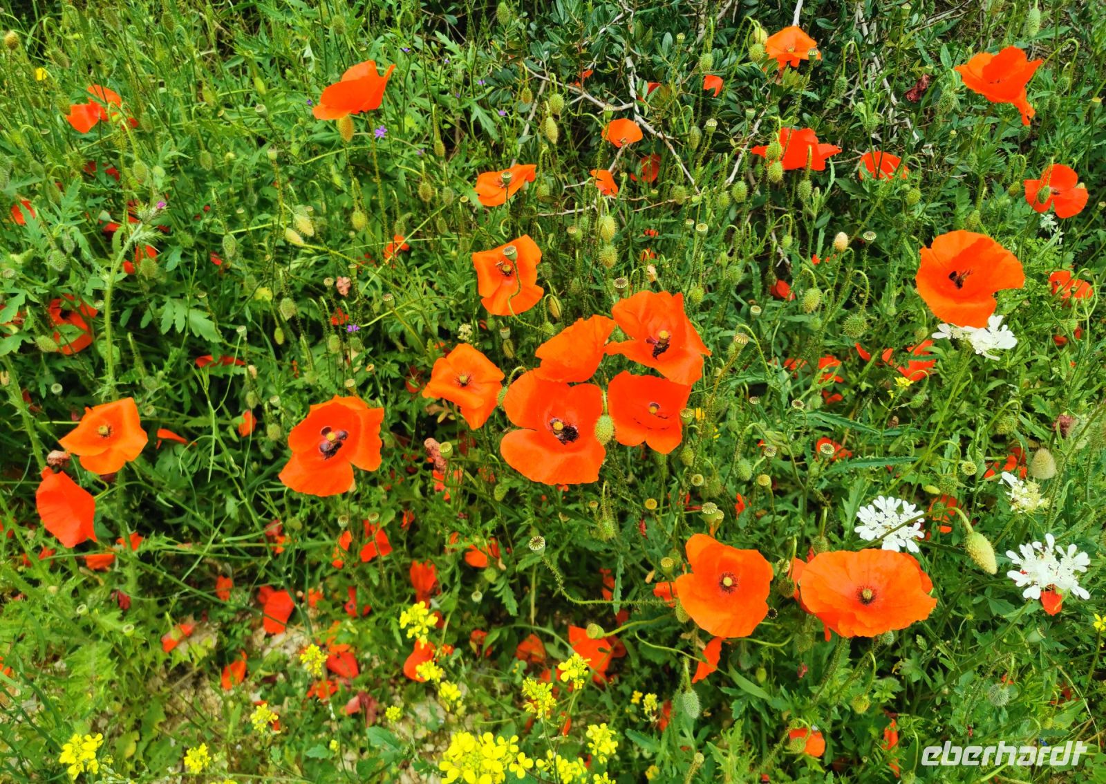 Die Wiesen im Gargano sind über und über mit Blumen überzogen