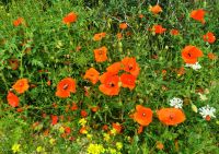 Die Wiesen im Gargano sind über und über mit Blumen überzogen