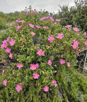 Zistrosenbusch im Gargano