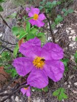 Zistrosen im Gargano, Apulien