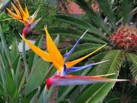 Wunderschöne Strelizien vor dem Hotel