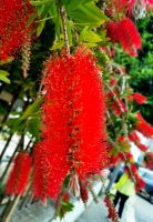Die wunderschönen Blüten eines Flaschenputzerbäumchens in Peschici