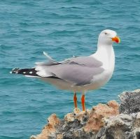 Die Möwen beäugen uns neugierig