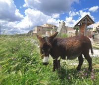 Bei unserem Picknick im Kloster von Pulsano umringen uns die Esel
