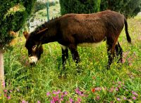 Die Esel des Klosters umringen uns beim Picknick