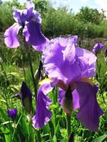 Im Kloster blühen die Iris