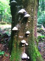 Ein üppig mit Pizen bewachsener Baum im Foresta Umbra