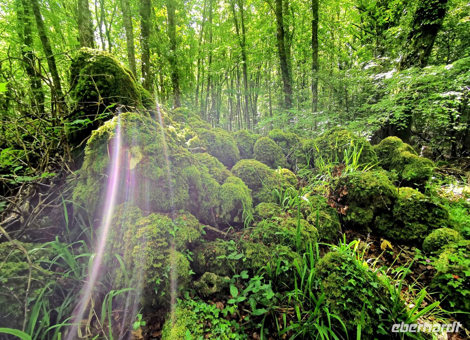 Lichtspiele im Schattenwald
