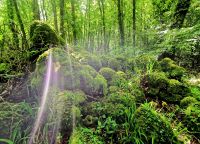 Lichtspiele im Schattenwald