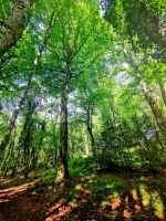 Waldweg im Foresta Umbra