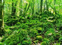 Mosbewuchs im Foresta Umbra oder auch Elfenhausen