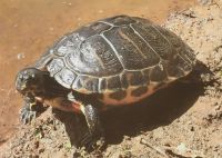 Schildröte im Foresta Umbra