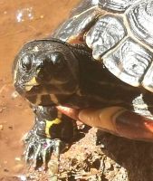 Aug in Aug mit der Schildkröte