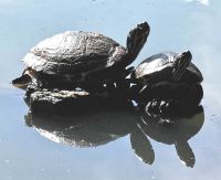 Schildkröten im Foresta Umbra