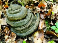 Verwunschene Wurzel im Foresta Umbra
