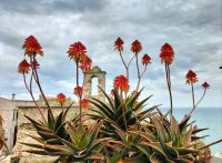 Blick über Peschici