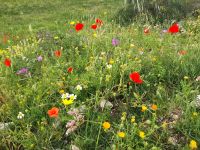 Zum Castell wandern wir durch üppige Blumenwiesen