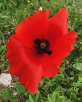 Mohnblume am Castell del Monte