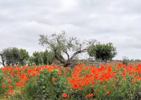 Olivenbäume und Mohn sind eine bildhübsche Kombination