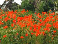 Unglaublicher Mohn in der Landschaft von Apulien