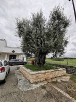 Ein uralter Olivenbaum