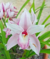 Orchidee im Hotel Chiusa di Chietri