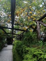 Zitronenbäume in einem Garten in Sorrent