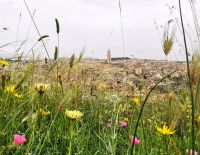 Auch in der Gravina blühen die Wiesen 