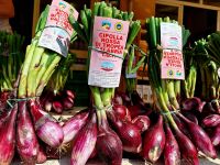 005 Kalabrien - die roten Zwiebeln von Tropea