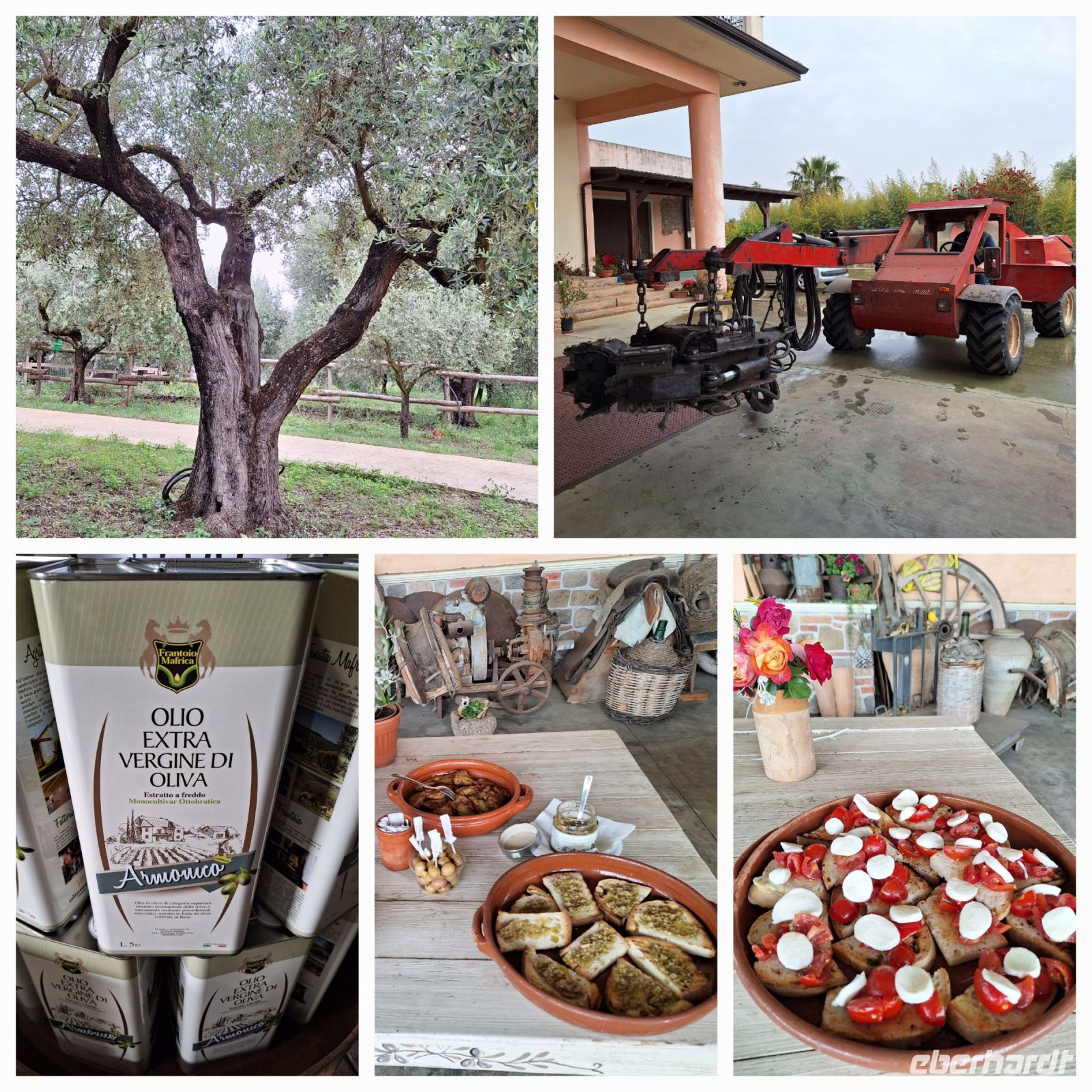 042 Kalabrien Besuch der Ölmühle Mafrica