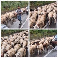047 Kalabrien Tierischer Gegenverkehr