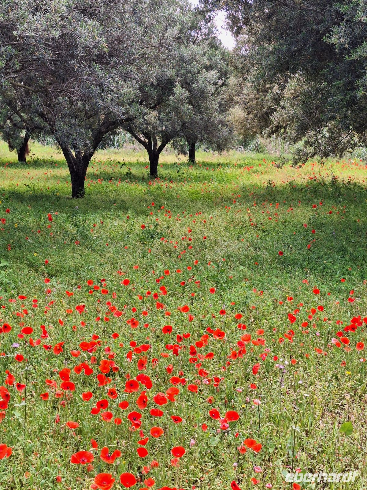 060 Kalabrien Oliven und Mohn