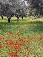 060 Kalabrien Oliven und Mohn