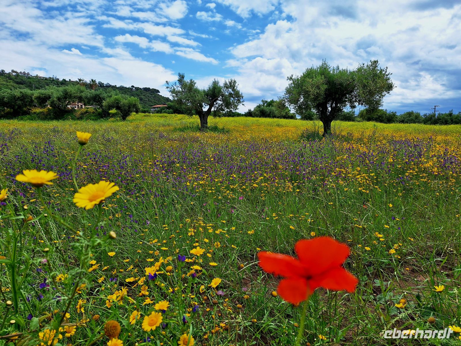 061 Kalabrien Blühende Frühlingswiesen