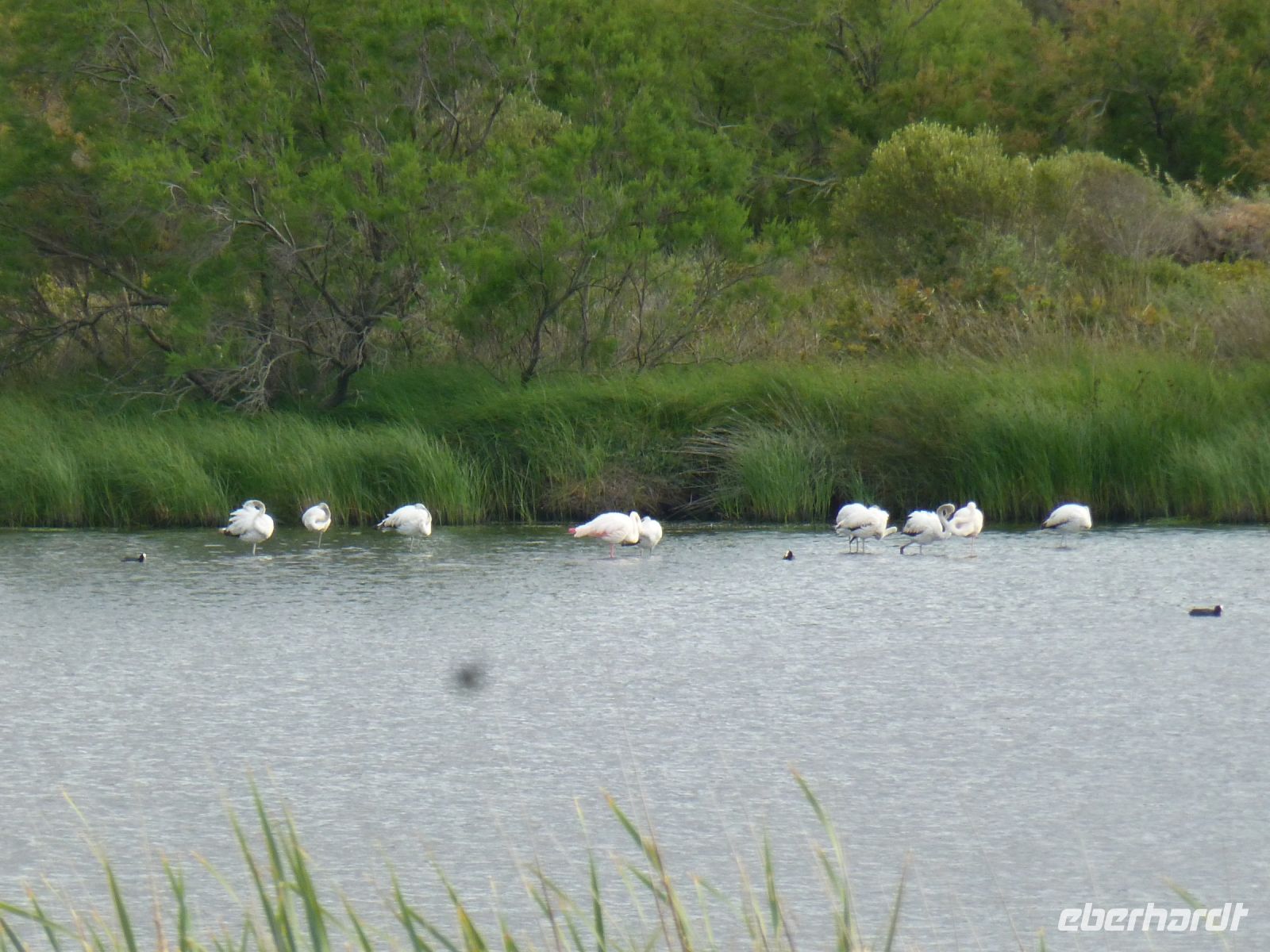 Sogar Flamingos sehen wir auf unserem ersten Spaziergang.