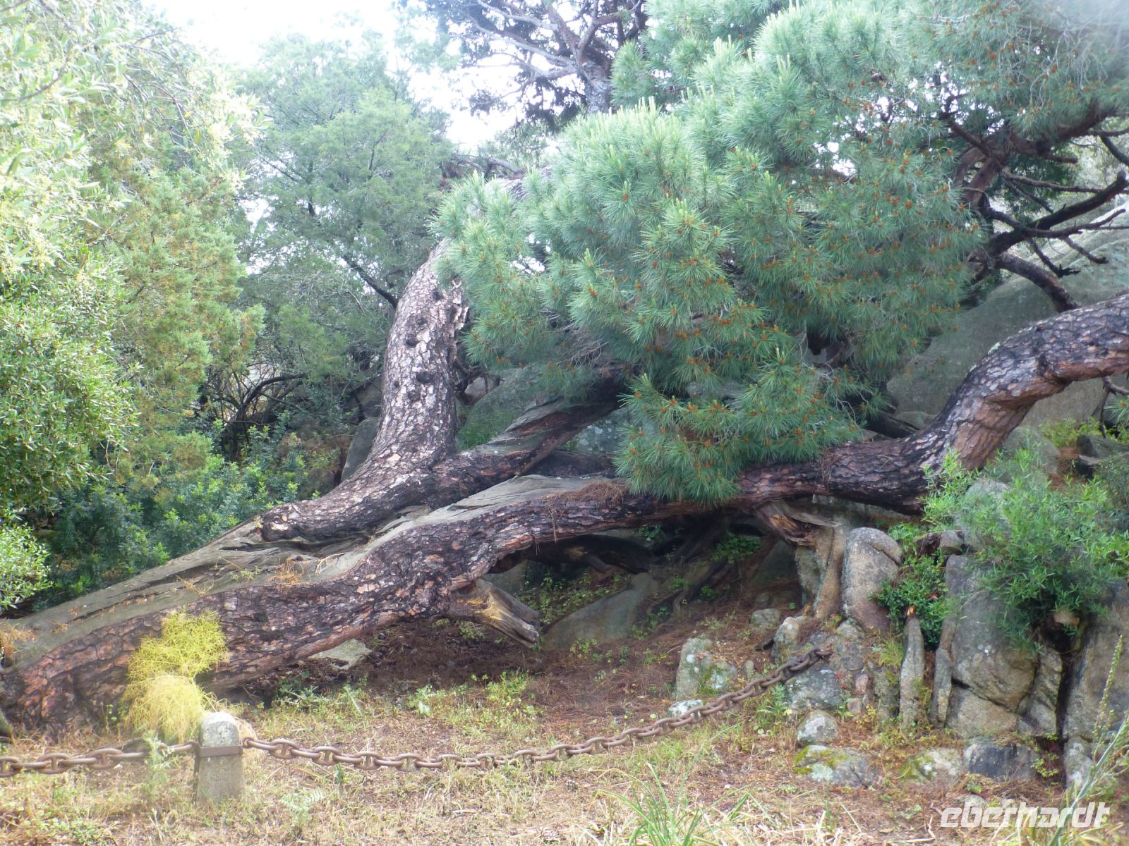 Die Natur konnte sich frei entfalten, als die Insel militärisches Sperrgebiet war.