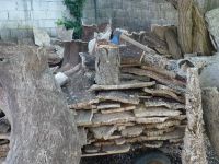 Das wichtigste Werkzeug beim Entrinden der Korkeiche ist die Axt.